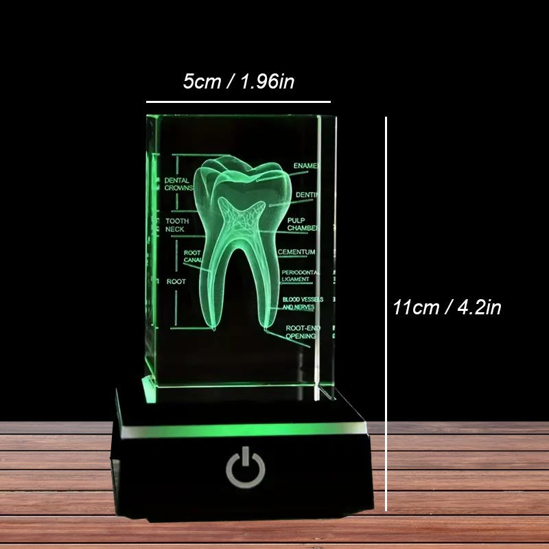 3D Human Teeth Crystal LED Night Light - 3DGiftly