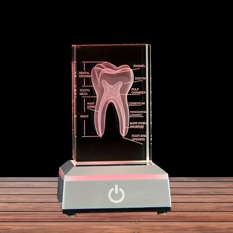 3D Human Teeth Crystal LED Night Light - 3DGiftly