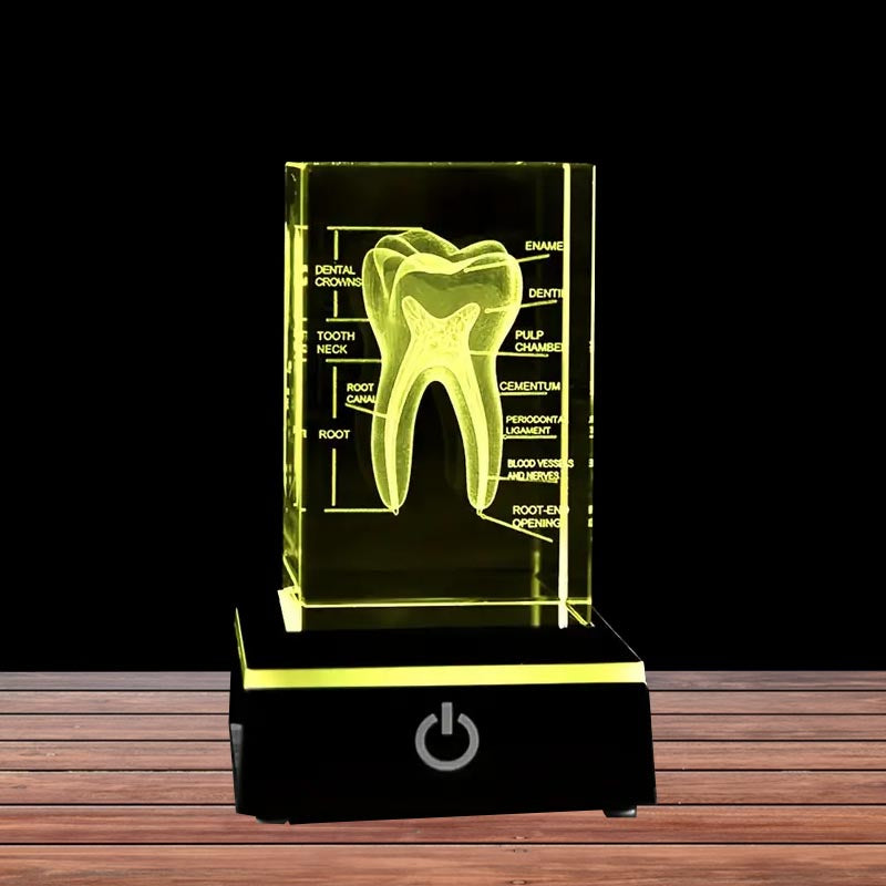 3D Human Teeth Crystal LED Night Light - 3DGiftly